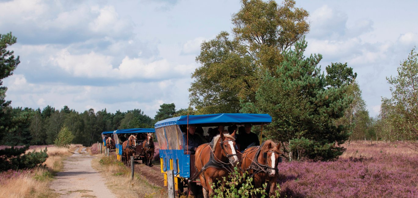 Kutschfahrt in der Osterheide © Schneverdingen Touristik/Foto: Thorsten Krüger