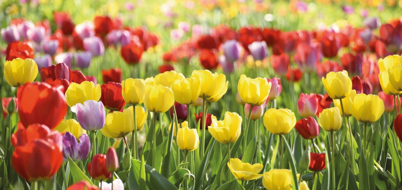 Tulpenwiese © pattilabelle - stock.adobe.com