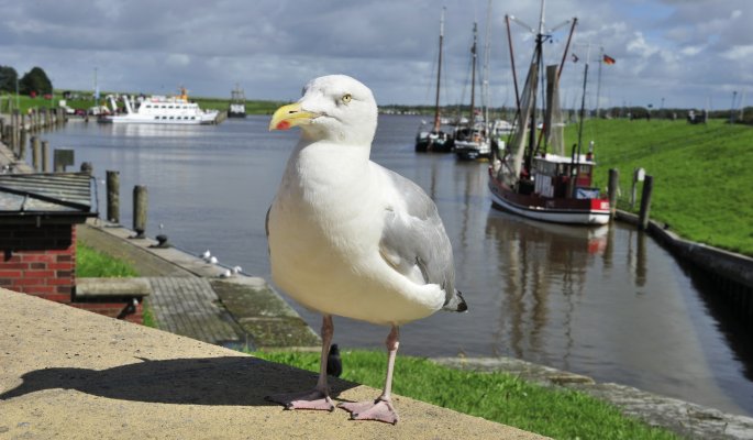 Im Hafen von Greetsiel © fotowinnie - fotolia.com