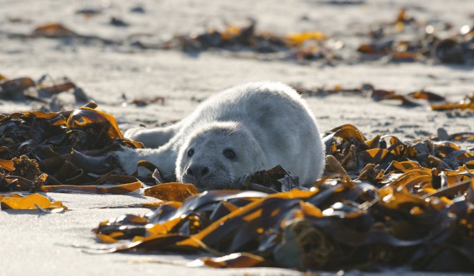 Seehundbaby © cschm556 - stock.adobe.com