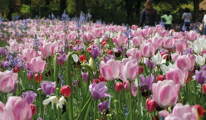 Tulpenblüte im Keukenhof © pixabay.com/estherpauwels