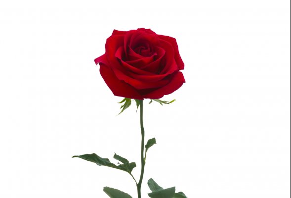 Bright red  rose © alesikka - stock.adobe.com