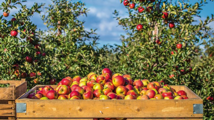 Apfelernte im Alten Land © powell83-fotolia.com