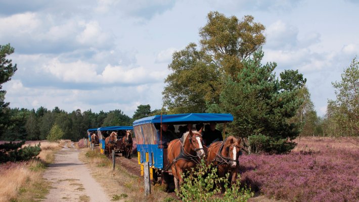 Kutschfahrt in der Osterheide © Schneverdingen Touristik/Foto: Thorsten Krüger