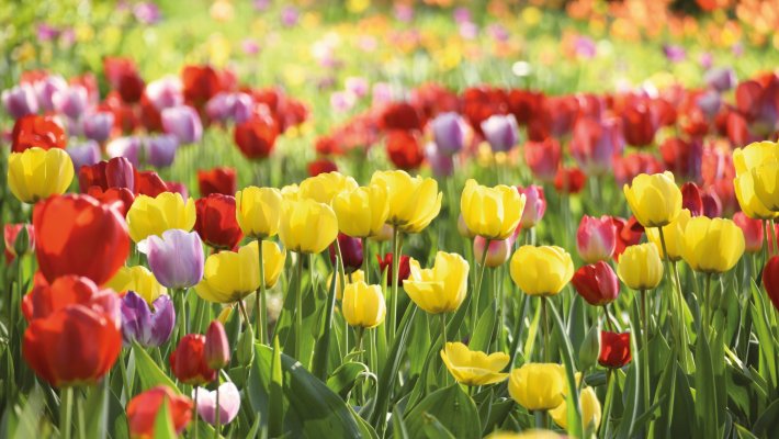 Tulpenwiese © pattilabelle - stock.adobe.com