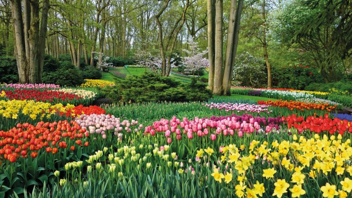 Keukenhof © pixabay.com/MabelAmber