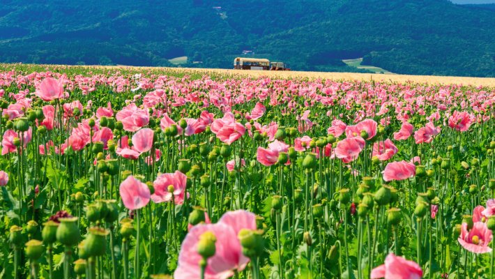 Planwagenfahrt durch Mohnfelder © Lars Niebling - stock.adobe.com