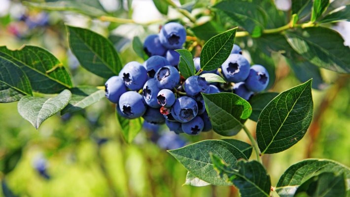 Heidelbeeren © Thaut Images - stock.adobe.com