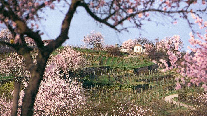 Mandelblüte in der Pfalz